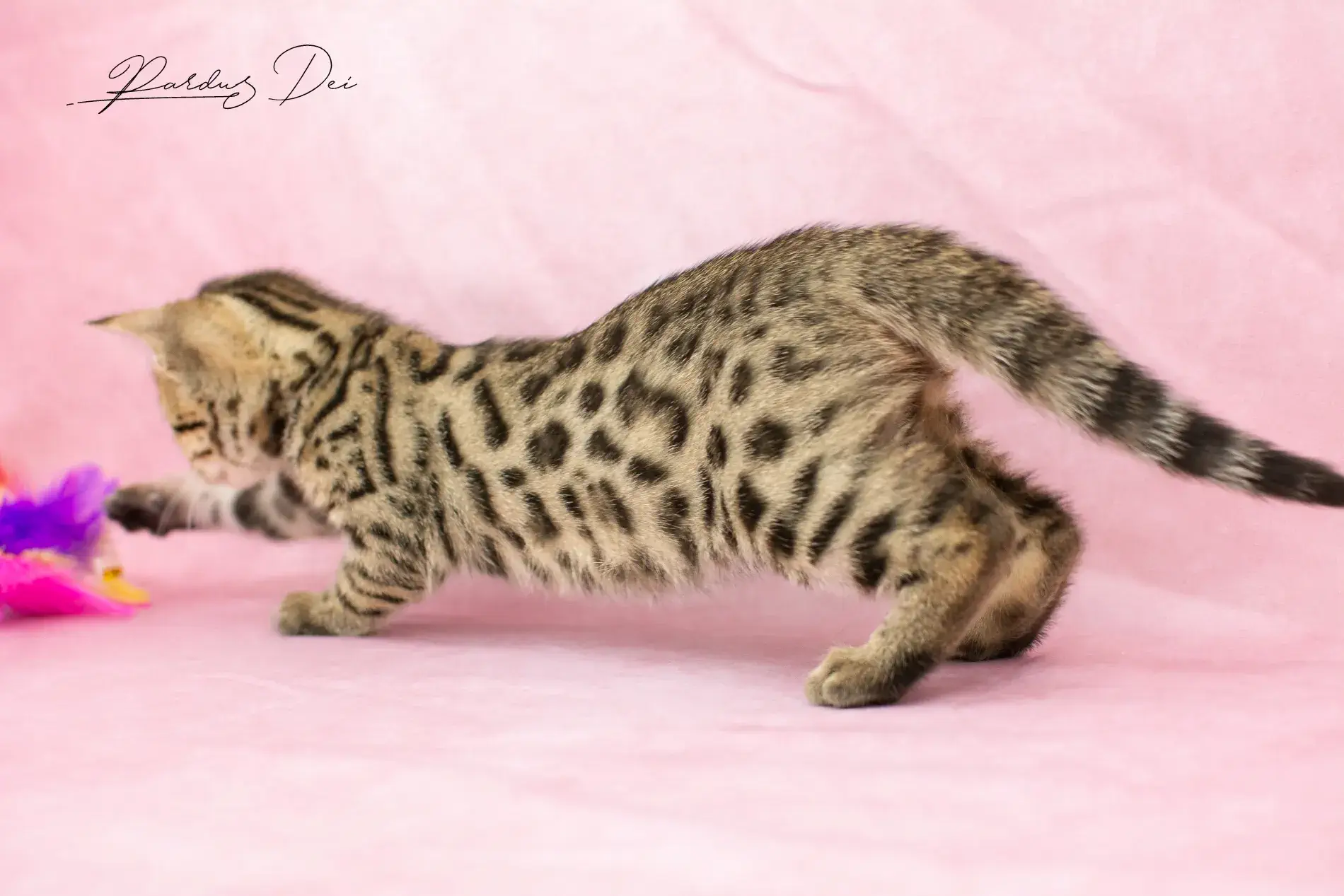 chaton bengal